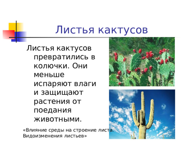 Листья кактусов Листья кактусов превратились в колючки. Они меньше испаряют влаги и защищают растения от поедания животными. «Влияние среды на строение листа. Видоизменения листьев» 