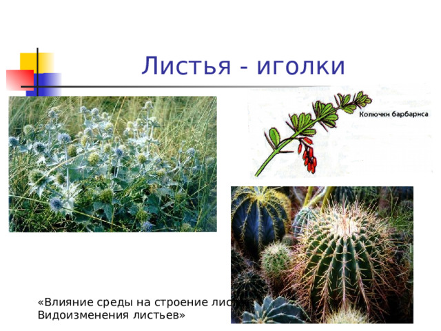 Листья - иголки «Влияние среды на строение листа. Видоизменения листьев» 