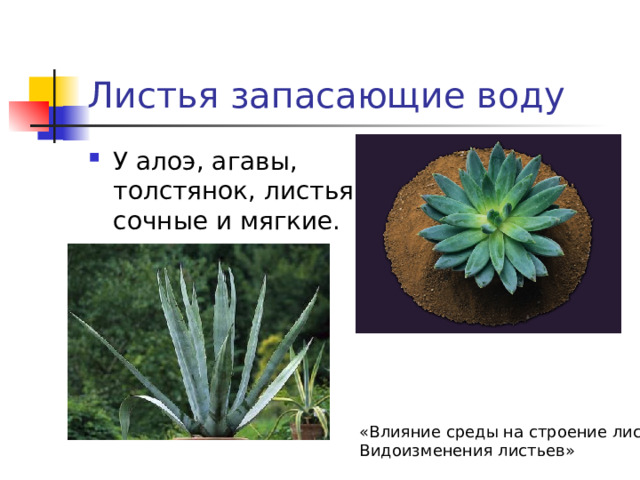 Листья запасающие воду У алоэ, агавы, толстянок, листья сочные и мягкие. «Влияние среды на строение листа. Видоизменения листьев» 