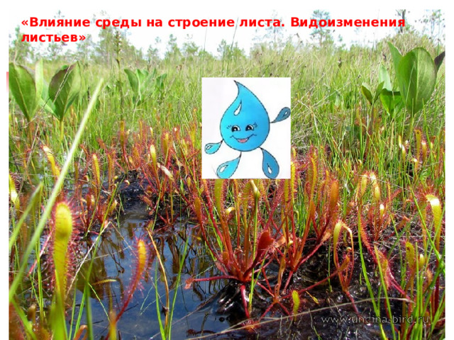 «Влияние среды на строение листа. Видоизменения листьев» 