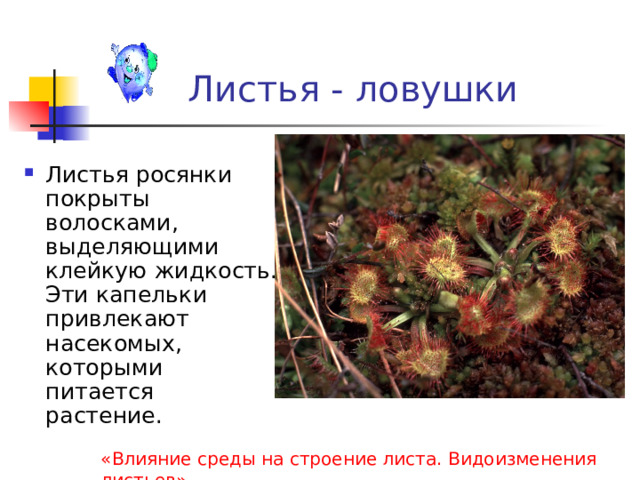 Листья - ловушки Листья росянки покрыты волосками, выделяющими клейкую жидкость. Эти капельки привлекают насекомых, которыми питается растение. «Влияние среды на строение листа. Видоизменения листьев» 