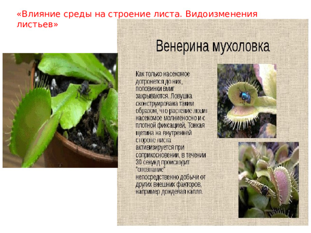 «Влияние среды на строение листа. Видоизменения листьев» 