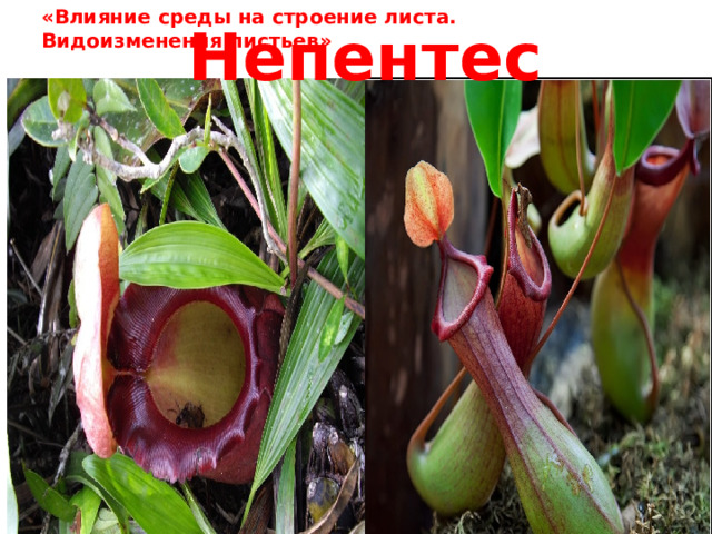 «Влияние среды на строение листа. Видоизменения листьев» Непентес 