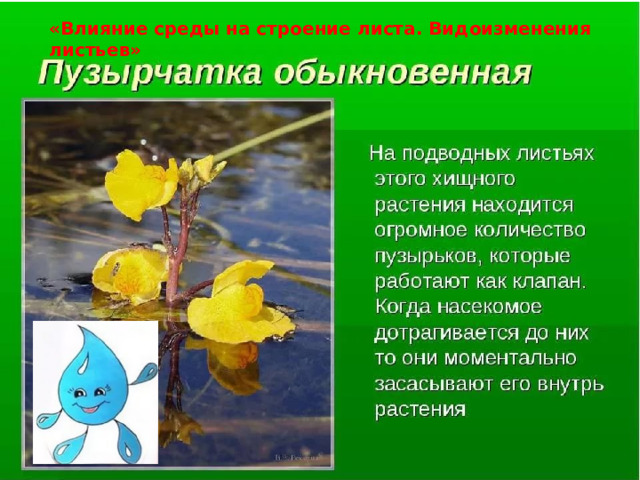 «Влияние среды на строение листа. Видоизменения листьев» 