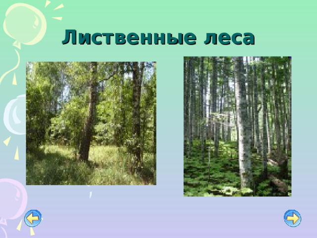 Лиственные леса 