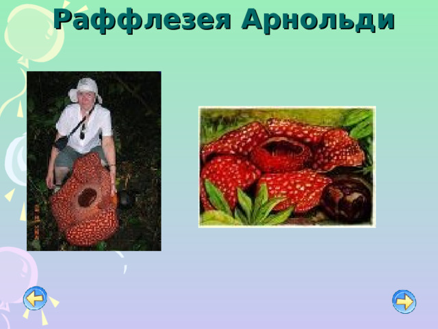  Раффлезея Арнольди   