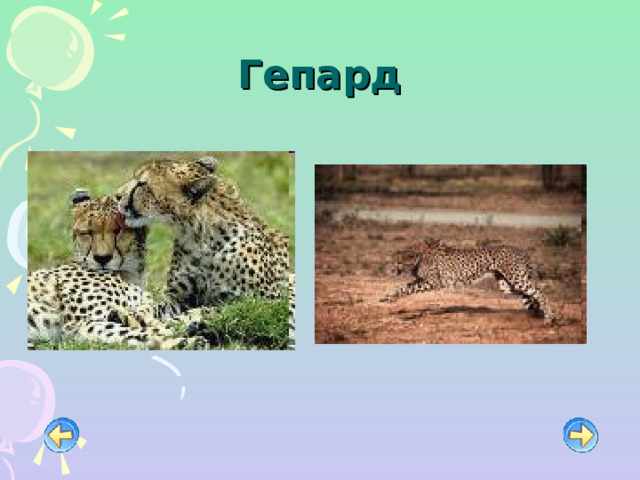 Гепард 