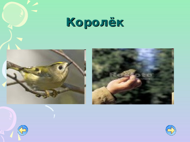 Королёк 