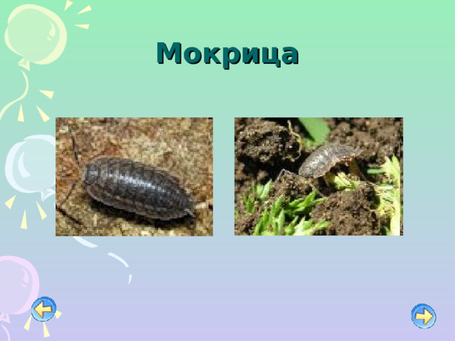 Мокрица 