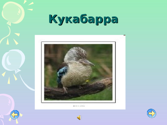 Кукабарра 