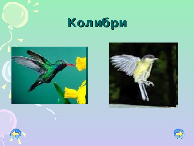 Колибри 