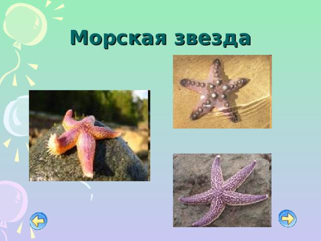 Морская звезда 