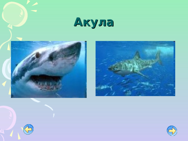 Акула 