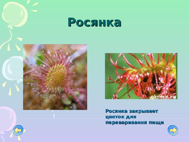 Росянка Росянка закрывает цветок для переваривания пищи 