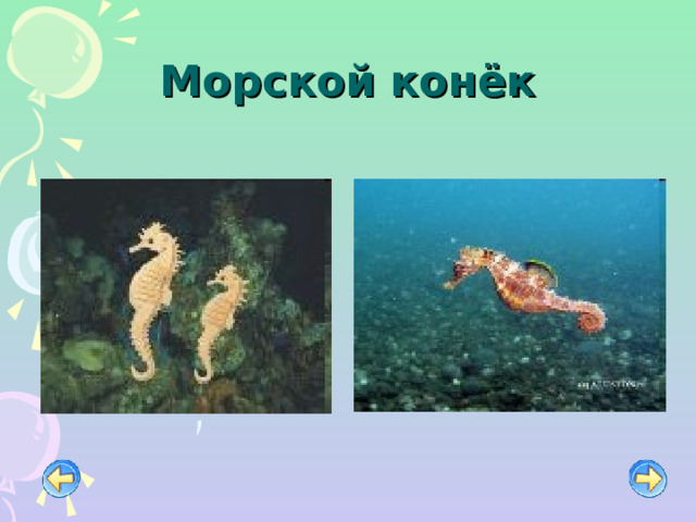 Морской конёк 