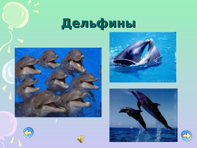 Дельфины 