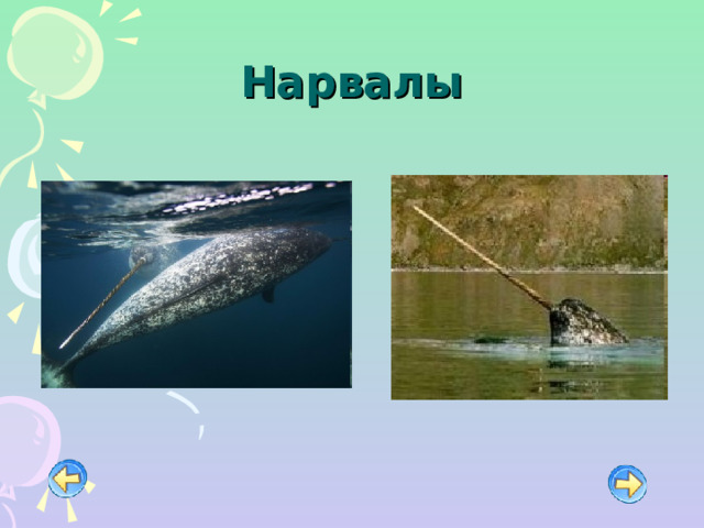 Нарвалы 