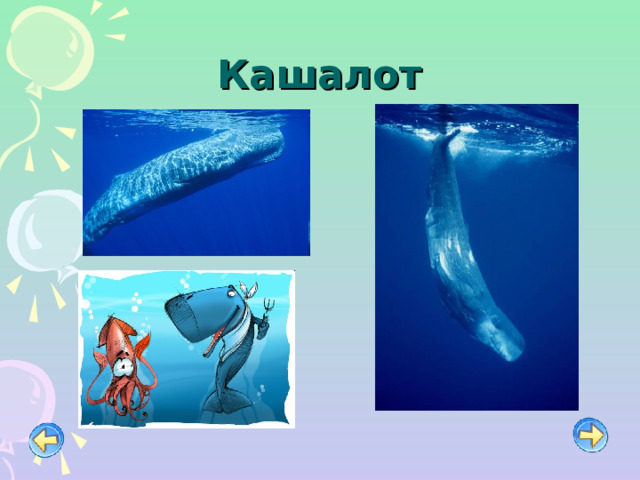 Кашалот 