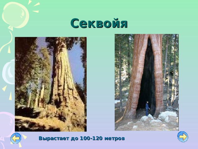 Секвойя Вырастает до 100-120 метров 
