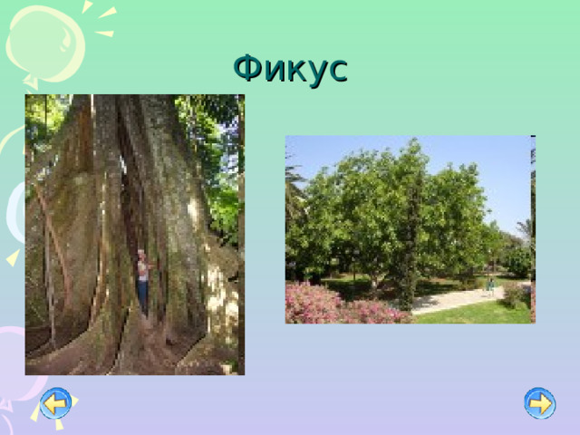 Фикус 