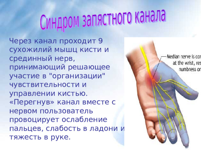  Через канал проходит 9 сухожилий мышц кисти и срединный нерв, принимающий решающее участие в 