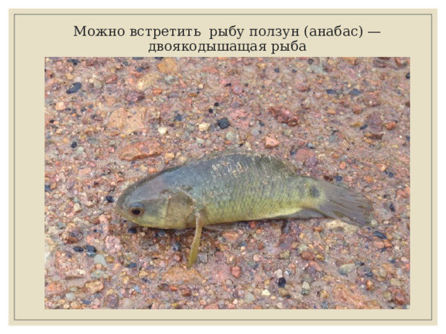 Можно встретить рыбу ползун (анабас) — двоякодышащая рыба 