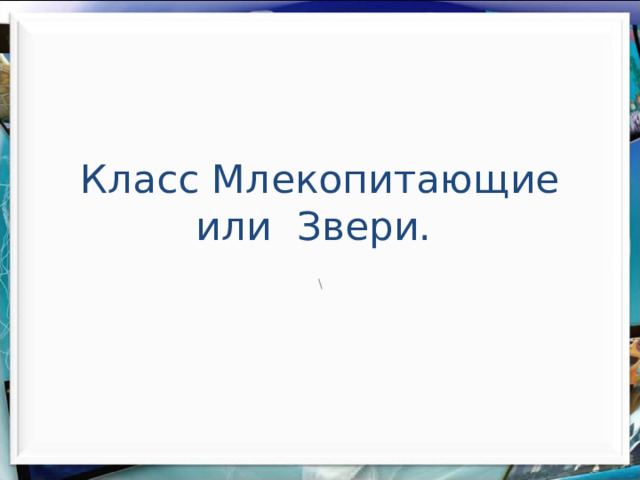 Класс Млекопитающие или Звери. \ 