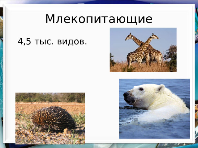 Млекопитающие  4,5 тыс. видов. 