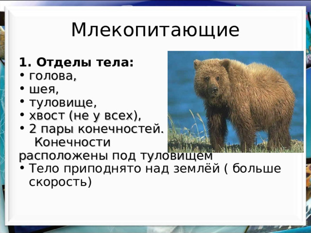 Млекопитающие 1 . Отделы тела: голова, шея, туловище, хвост (не у всех), 2 пары конечностей.  Конечности расположены под туловищем Тело приподнято над землёй ( больше скорость) 