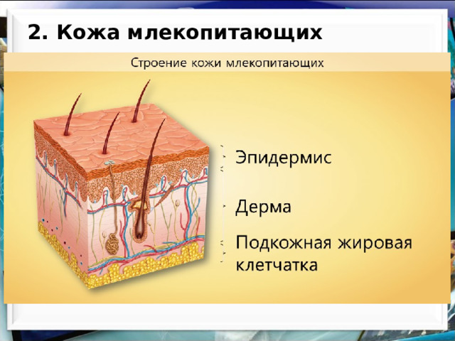 2. Кожа млекопитающих 