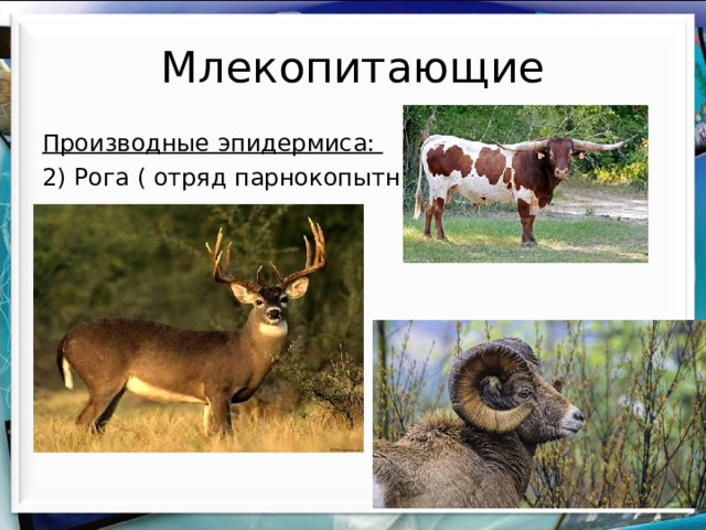 Млекопитающие Производные эпидермиса: 2) Рога ( отряд парнокопытные) 