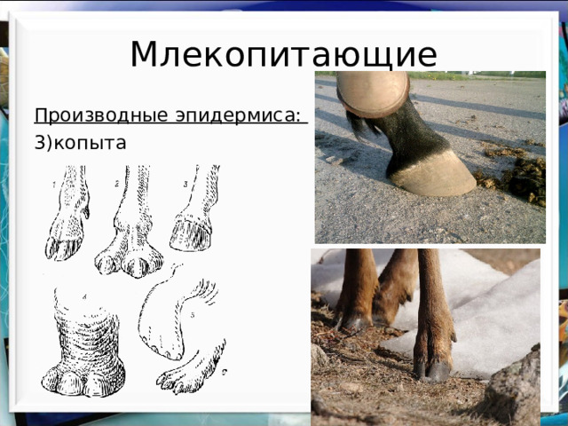 Млекопитающие Производные эпидермиса: 3)копыта 