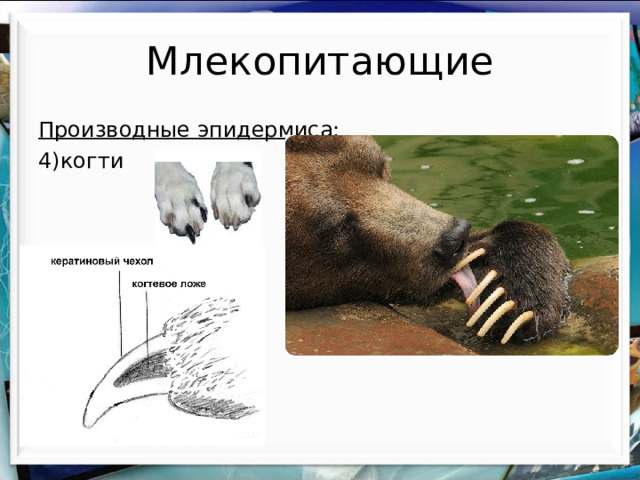 Млекопитающие Производные эпидермиса: 4)когти 