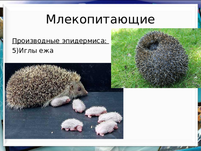 Млекопитающие Производные эпидермиса: 5)Иглы ежа 