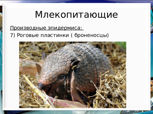 Млекопитающие Производные эпидермиса: 7) Роговые пластинки ( броненосцы) 