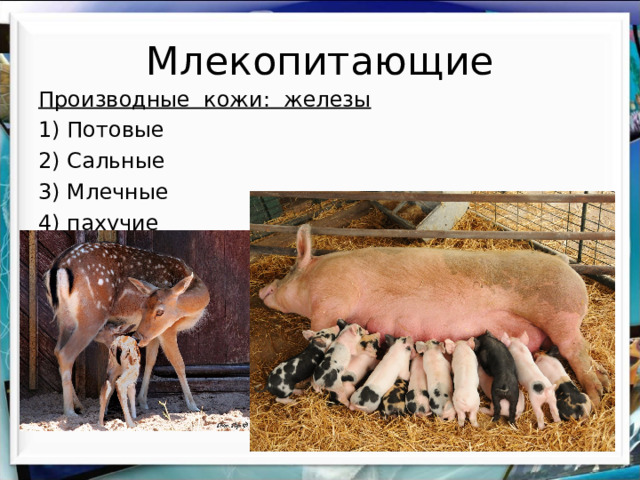 Млекопитающие Производные кожи: железы 1) Потовые 2) Сальные 3) Млечные 4) пахучие 
