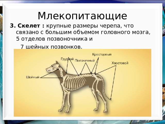 Млекопитающие 3. Скелет : крупные размеры черепа, что связано с большим объемом головного мозга, 5 отделов позвоночника и  7 шейных позвонков. 