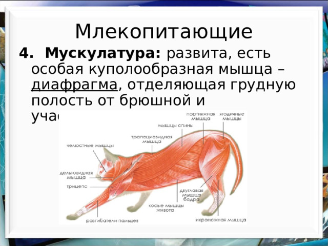 Млекопитающие 4. Мускулатура: развита, есть особая куполообразная мышца – диафрагма , отделяющая грудную полость от брюшной и участвующая в дыхании 