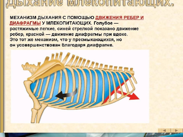 Млекопитающие 