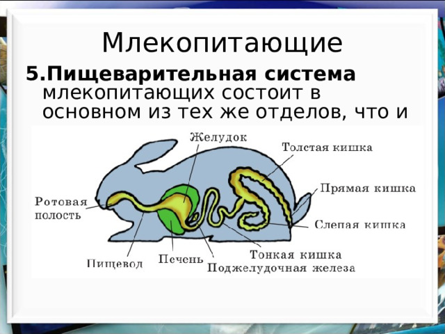 Млекопитающие 5.Пищеварительная система млекопитающих состоит в основном из тех же отделов, что и у пресмыкающихся. 