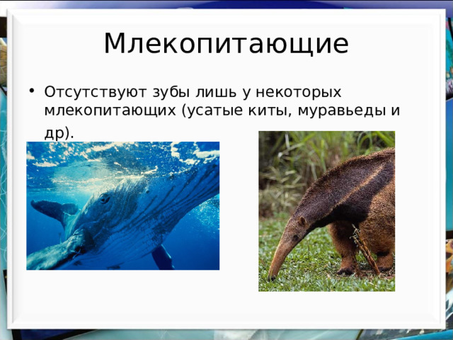 Млекопитающие Отсутствуют зубы лишь у некоторых млекопитающих (усатые киты, муравьеды и др).  