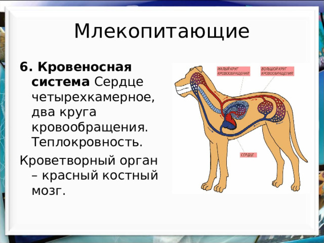 Млекопитающие 6. Кровеносная система Сердце четырехкамерное, два круга кровообращения. Теплокровность. Кроветворный орган – красный костный мозг. 