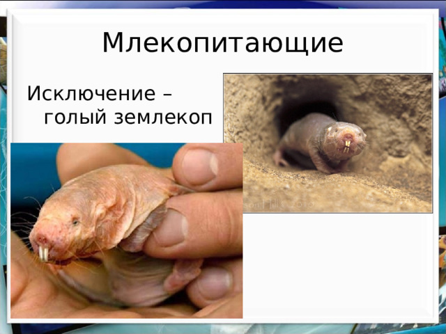 Млекопитающие Исключение – голый землекоп 