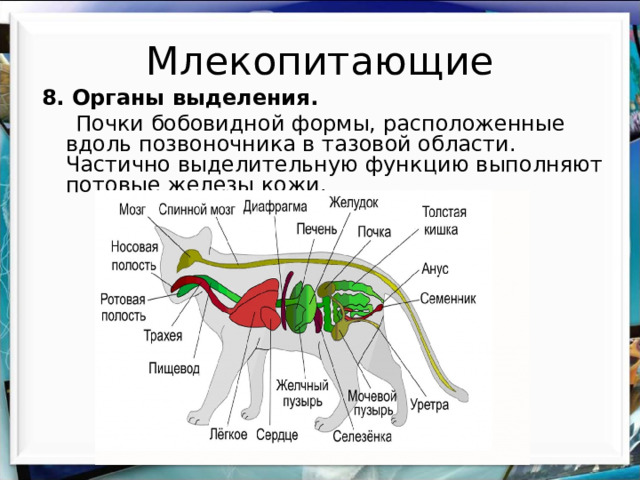 Млекопитающие 8. Органы выделения.  Почки бобовидной формы, расположенные вдоль позвоночника в тазовой области. Частично выделительную функцию выполняют потовые железы кожи. 
