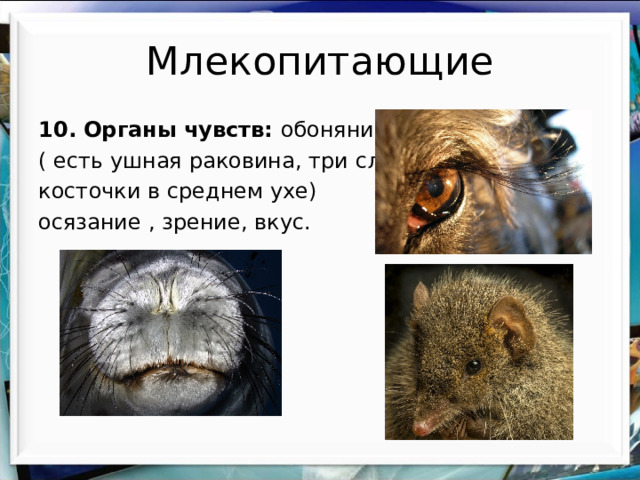 Млекопитающие 10. Органы чувств: обоняние, слух ( есть ушная раковина, три слуховые косточки в среднем ухе) осязание , зрение, вкус. 