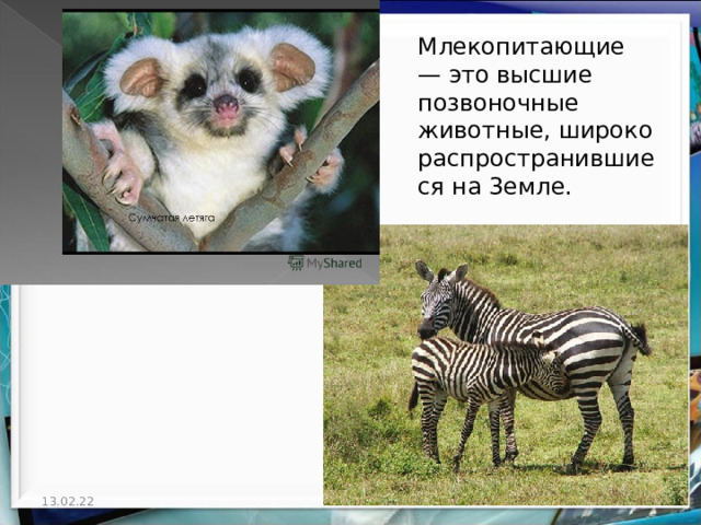 Млекопитающие — это высшие позвоночные животные, широко распространившиеся на 3емле. 13.02.22  
