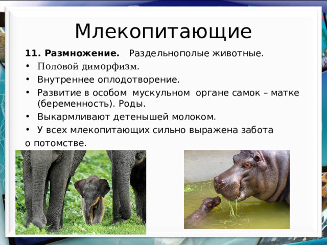 Млекопитающие 11. Размножение. Раздельнополые животные. Половой диморфизм. Внутреннее оплодотворение. Развитие в особом мускульном органе самок – матке (беременность). Роды. Выкармливают детенышей молоком. У всех млекопитающих сильно выражена забота о потомстве. 