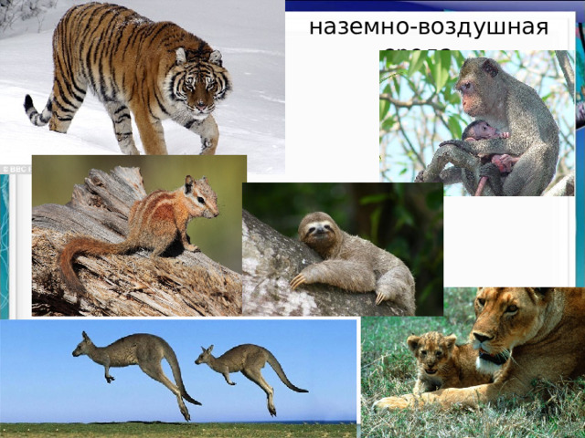  наземно-воздушная среда 