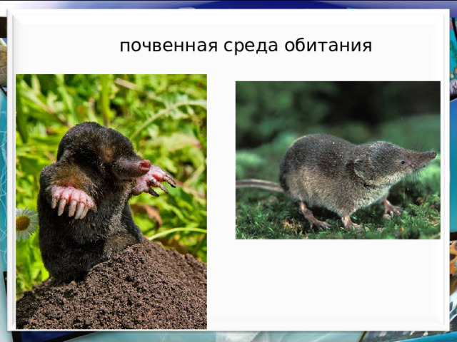 почвенная среда обитания 