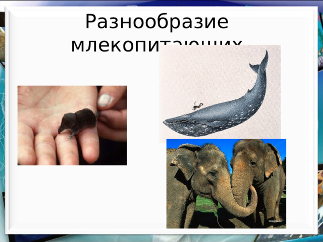Разнообразие млекопитающих 